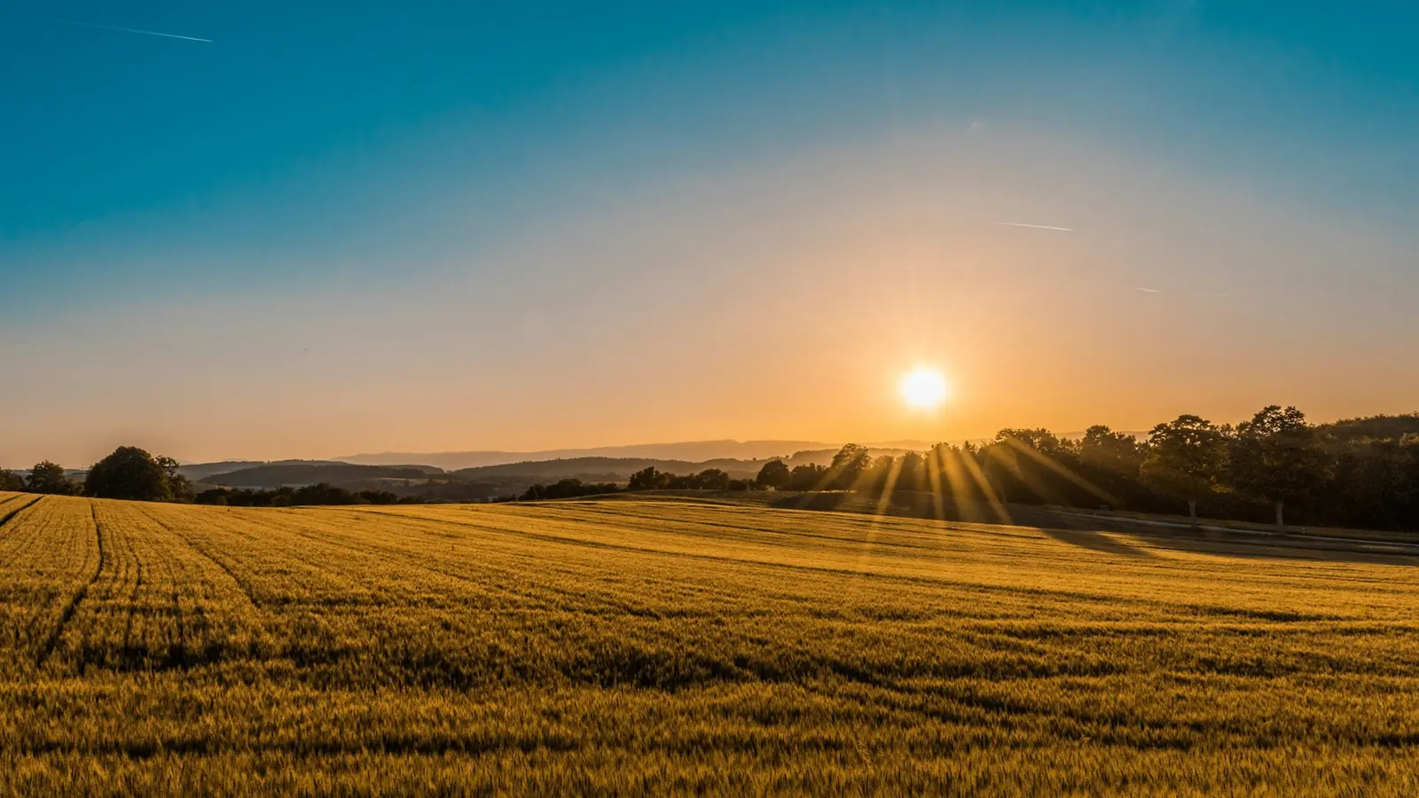 Campo verde al atardecer